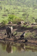 elephant (14)